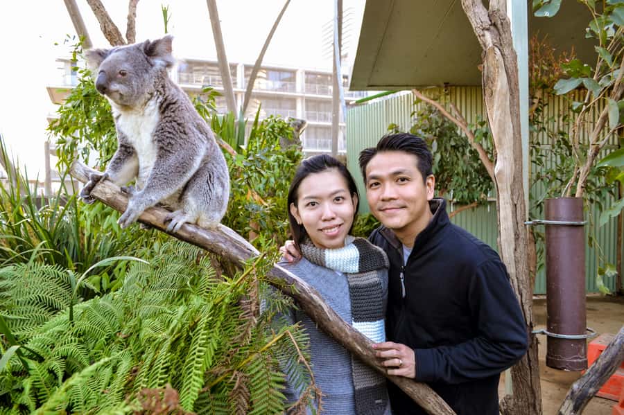 Breakfast with Koalas at WILD LIFE Zoo Darling Harbour - Practical booking advice