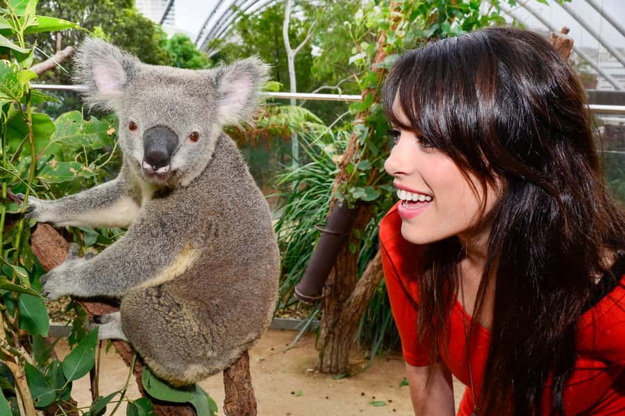 Breakfast with Koalas at WILD LIFE Zoo Darling Harbour - The koala talk and photo opportunity