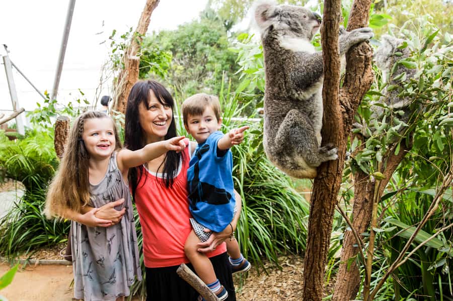 Breakfast with Koalas at WILD LIFE Zoo Darling Harbour - Is $63 good value?