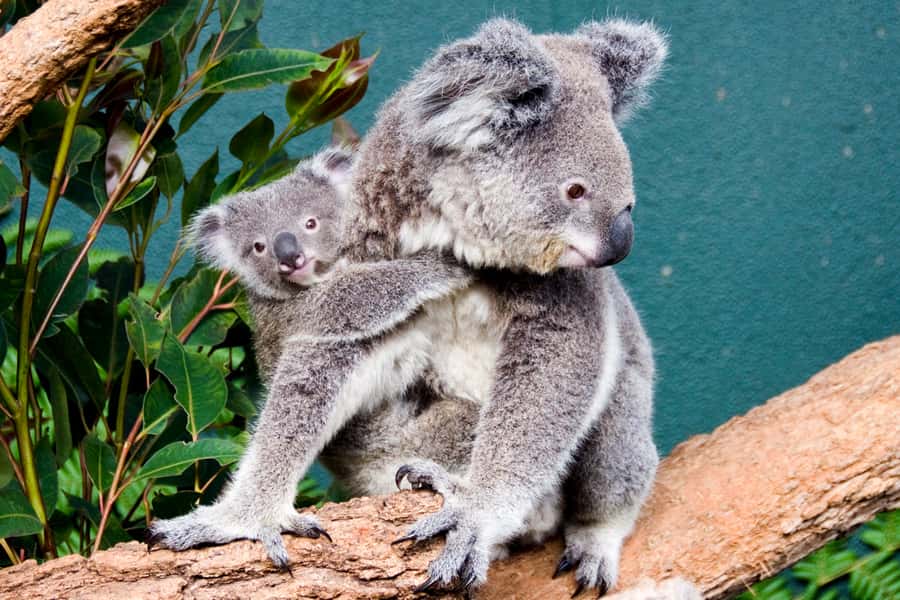 Breakfast with Koalas at WILD LIFE Zoo Darling Harbour - Arriving at 7:15 a.m. in Darling Harbour