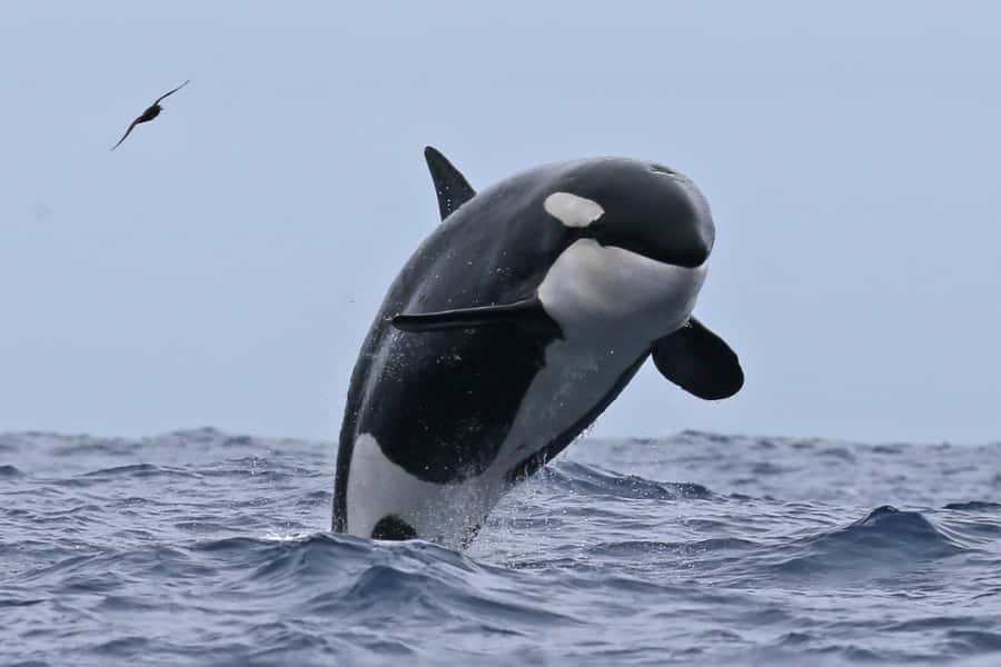 Bremer Bay: Bremer Canyon Killer Whale Expedition - Why this Bremer Bay expedition deserves your attention