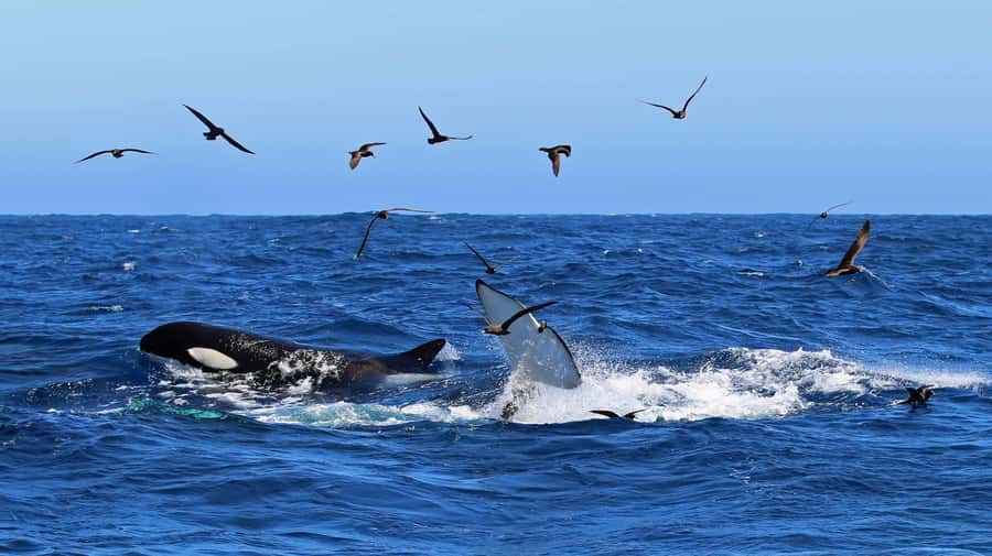 Bremer Bay: Bremer Canyon Killer Whale Expedition - Alison Maree and the realities of an eight-hour sea day