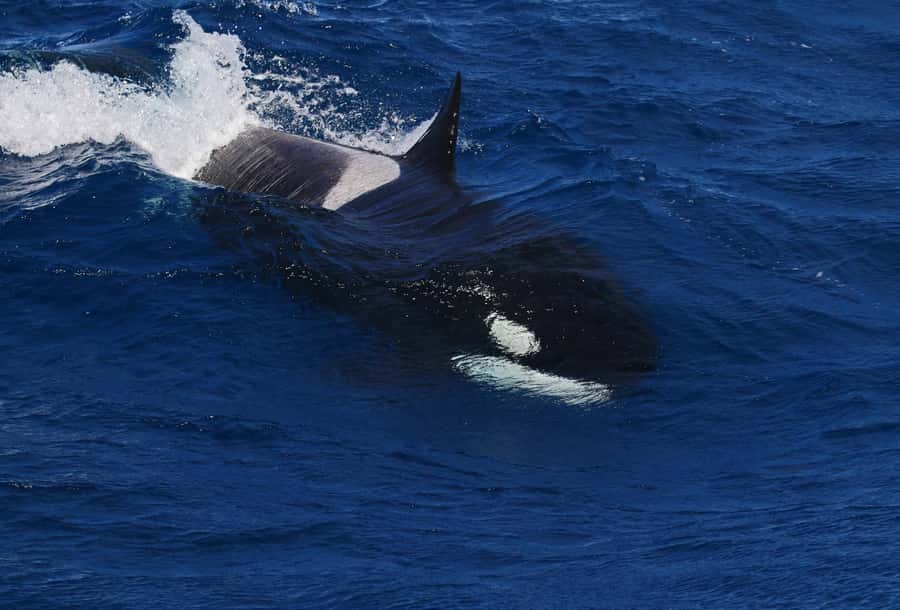 Bremer Bay: Bremer Canyon Killer Whale Expedition - Marine biology that adds meaning to the sightings