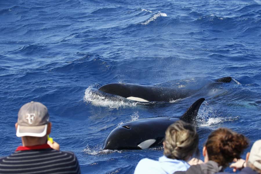 Bremer Bay: Bremer Canyon Killer Whale Expedition - What makes the Bremer Canyon wildlife encounter special