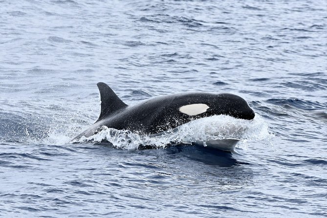 Bremer Bay Orca Experience - A fast ride to the Bremer Canyon