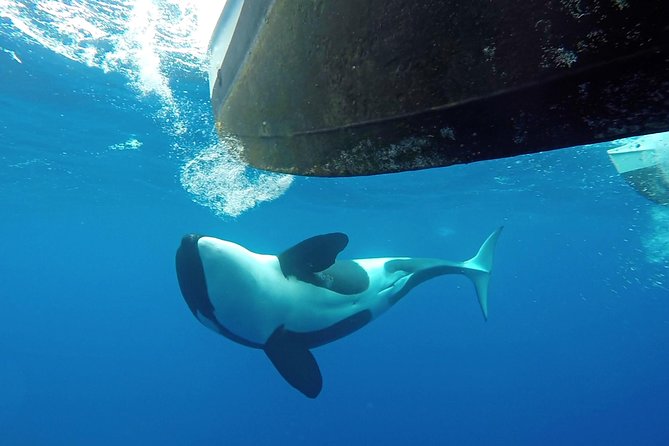 Bremer Bay Orca Experience - Weather, cancellation, and planning details