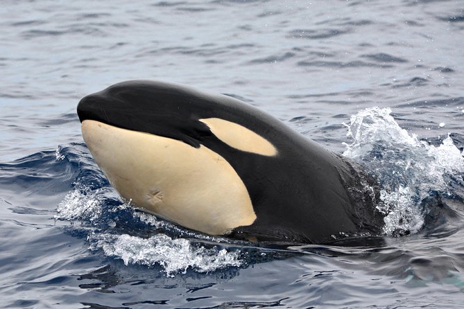Bremer Bay Orca Experience - Meeting the Bremer Bay orcas