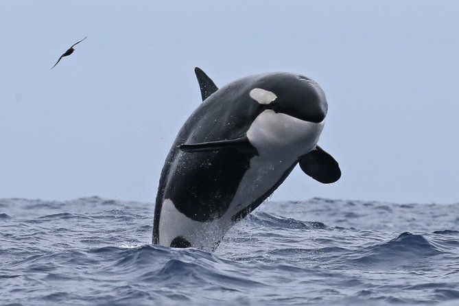 Bremer Canyon Killer Whale (Orca) Expedition - An 8:30 am Start at Bremer Bay Boat Harbour