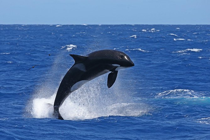 Bremer Canyon Killer Whale (Orca) Expedition - Other Wildlife You Might See