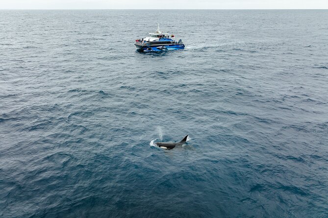 Bremer Canyon Killer Whale (Orca) Expedition - Food, Drinks, and Crew Support
