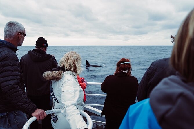Bremer Canyon Killer Whale (Orca) Expedition - Is $286.18 Good Value?