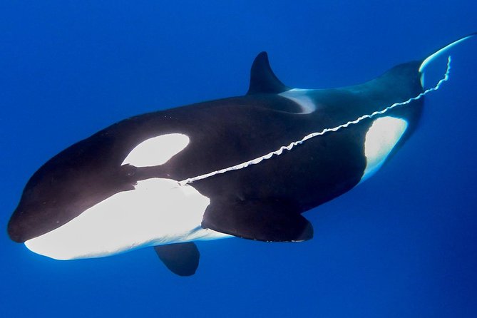 Bremer Canyon Killer Whale (Orca) Expedition - The 23-Metre Catamaran and the Southern Ocean