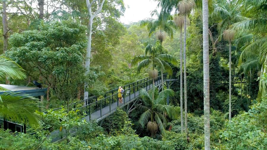 Brisbane: Daytime Glow Worm Caves Hop-on Hop-off Bus Tour - Quick take: five useful things to know