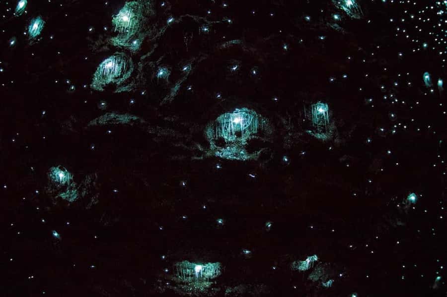 Brisbane: Daytime Glow Worm Caves Hop-on Hop-off Bus Tour - Who should book this day trip?