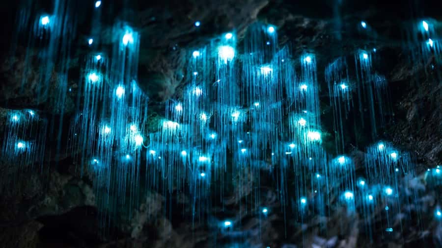Brisbane: Daytime Glow Worm Caves Hop-on Hop-off Bus Tour - The morning Glow Worm Caves visit