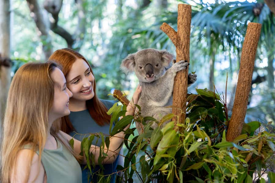 Brisbane: Lone Pine Koala Sanctuary Day Pass - Key points to know before you go