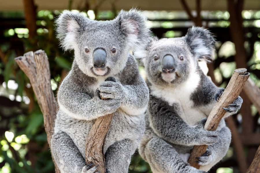 Brisbane: Lone Pine Koala Sanctuary Day Pass - Why Lone Pine works as a Brisbane day out