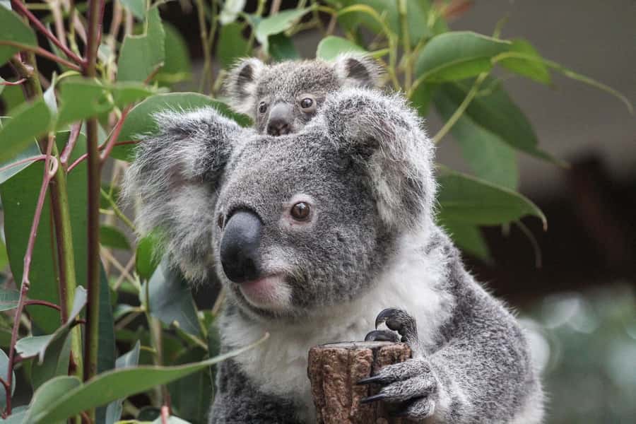 Brisbane: Lone Pine Koala Sanctuary Day Pass - Meet more than 100 koalas