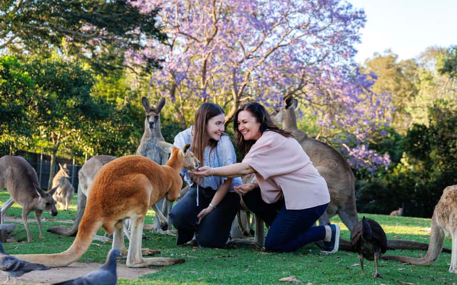 Brisbane: Lone Pine Koala Sanctuary Day Pass - The Kangaroo Reserve is the hands-on highlight