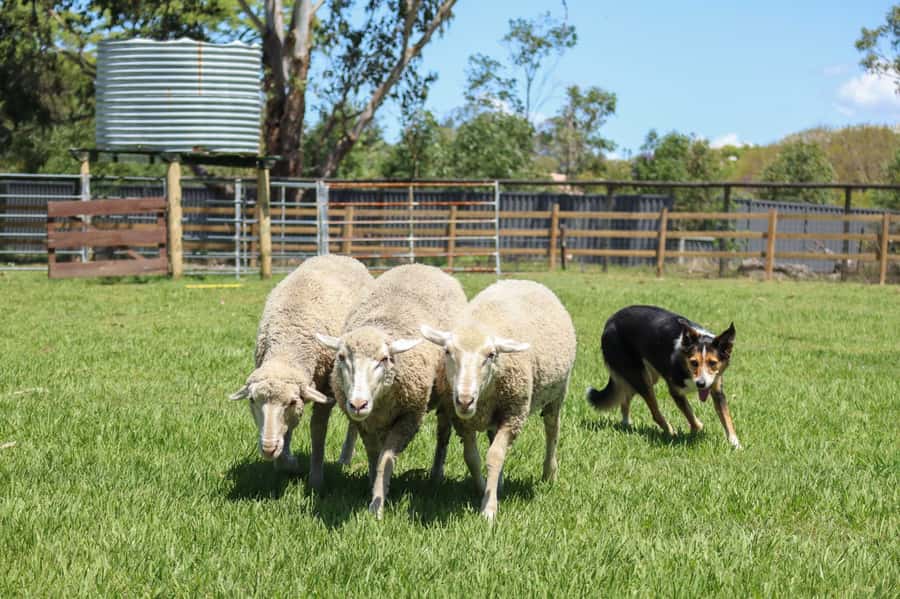 Brisbane: Lone Pine Koala Sanctuary Day Pass - Is $41 good value?