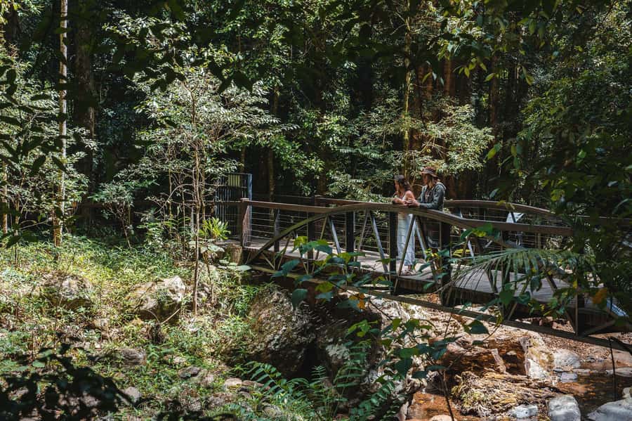 Brisbane: Rainforests, Waterfalls and Glow Worm Cave Tour - Why this 10-hour outing works from Brisbane