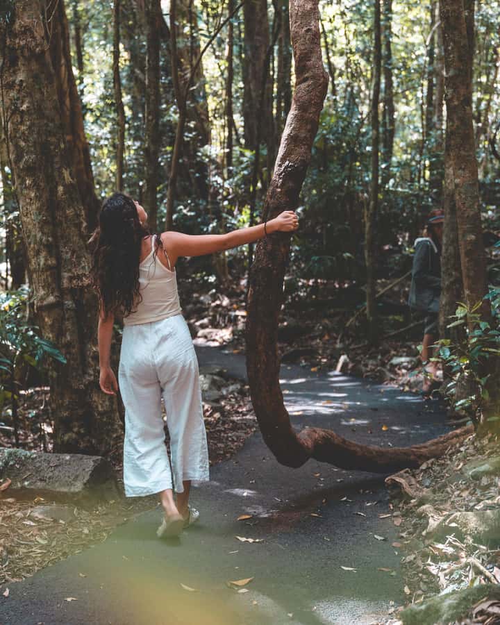 Brisbane: Rainforests, Waterfalls and Glow Worm Cave Tour - Cedar Creek’s glow worms, with an important cave detail