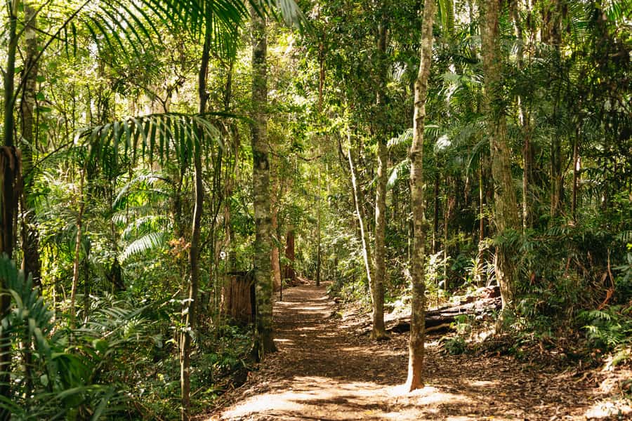 Brisbane: Rainforests, Waterfalls and Glow Worm Cave Tour - Curtis Falls, where the walking begins