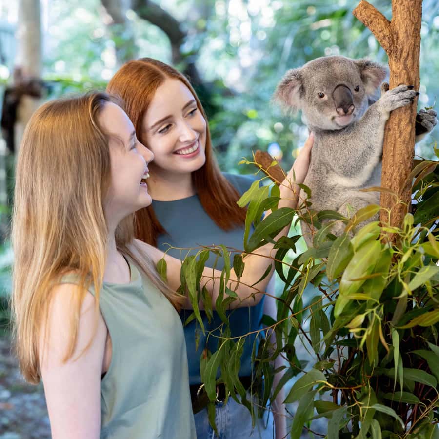 Brisbane River Cruise and Koala Sanctuary Visit - The return trip to South Bank