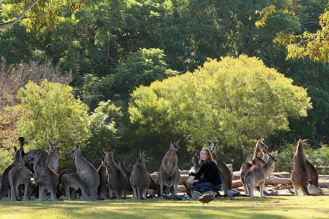Brisbane River Cruise with entry to Lone Pine Koala Sanctuary - Key points at a glance