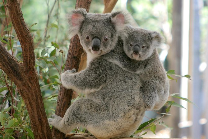 Brisbane River Cruise with entry to Lone Pine Koala Sanctuary - Boarding at Southbank at 9:00am