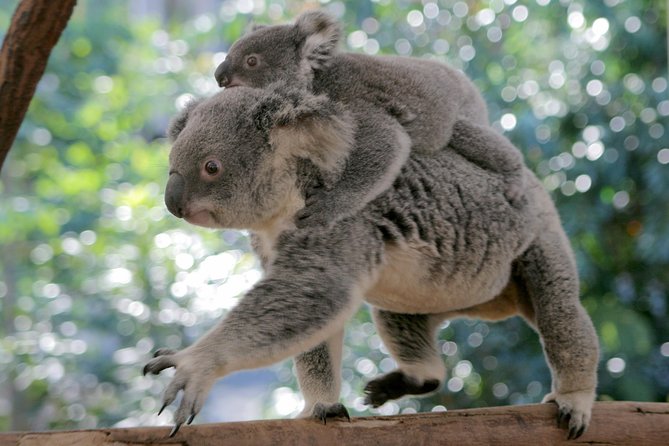 Brisbane River Cruise with entry to Lone Pine Koala Sanctuary - Food, drinks, and the return cruise