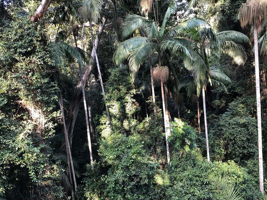 Brisbane: Springbrook and Mt Tamborine Glow Worm and Skywalk - The key reasons to consider this day trip