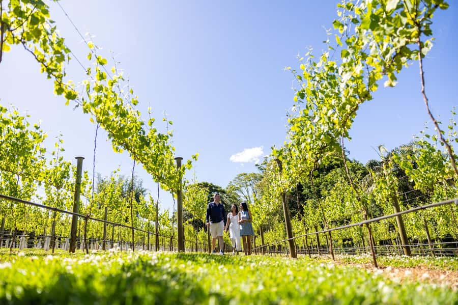 Brisbane: Tamborine Mountain Local Winery Tour with Lunch - Cedar Creek Winery starts the tasting