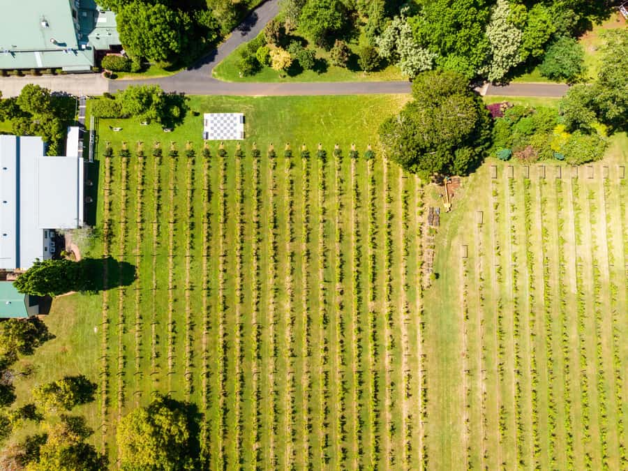 Brisbane: Tamborine Mountain Local Winery Tour with Lunch - Witches Falls brings cheese and a slower pace