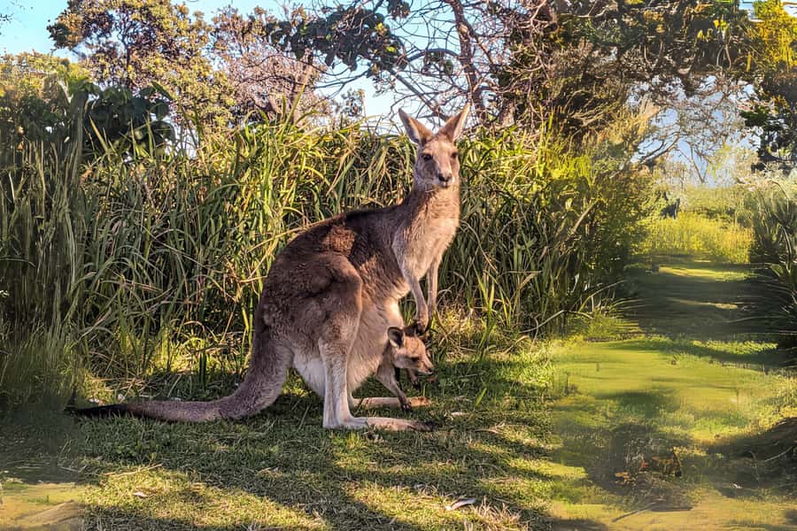 Brisbane to North Stradbroke Island Day: Wildlife & Beaches - Cylinder Beach for Swimming and Slow Time
