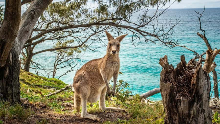 Brisbane to North Stradbroke Island Day: Wildlife & Beaches - Amity Point and the Search for Koalas