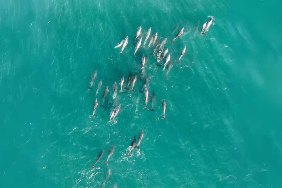 Brisbane to North Stradbroke Island Day: Wildlife & Beaches - What the $134 Price Buys You