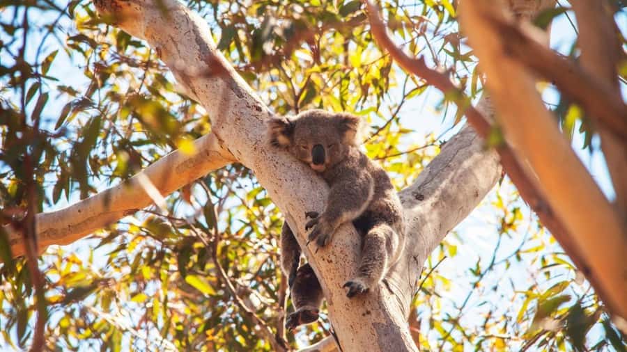 Brisbane to North Stradbroke Island Day: Wildlife & Beaches - Meeting in Brisbane and Crossing Moreton Bay