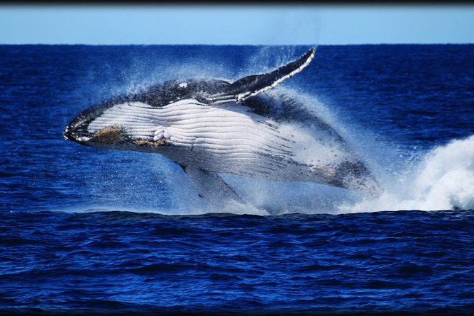 Brisbane Whale Watching Cruise from Redcliffe or Sunshine Coast - Why Moreton Bay is the right place for whale watching