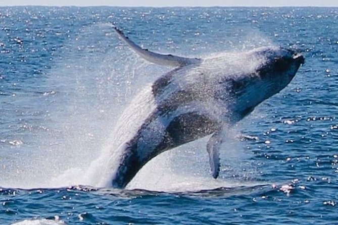 Brisbane Whale Watching Cruise from Redcliffe or Sunshine Coast - Finding humpbacks in open water