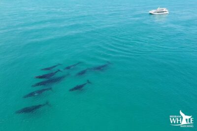 Brisbane Whale Watching Cruise from Redcliffe or Sunshine Coast