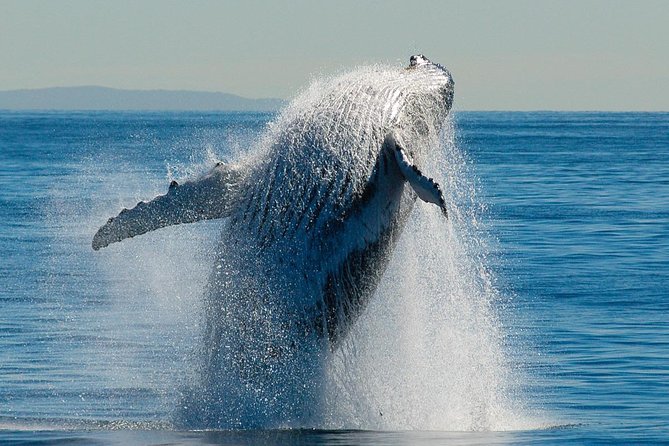 Brisbane Whale Watching Cruise from Redcliffe or Sunshine Coast - Lunch, drinks, and life onboard