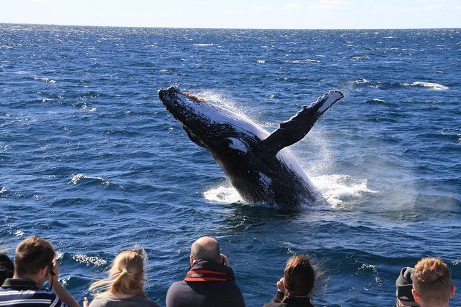 Brisbane Whale Watching Cruise from Redcliffe or Sunshine Coast - Is $114.76 good value?