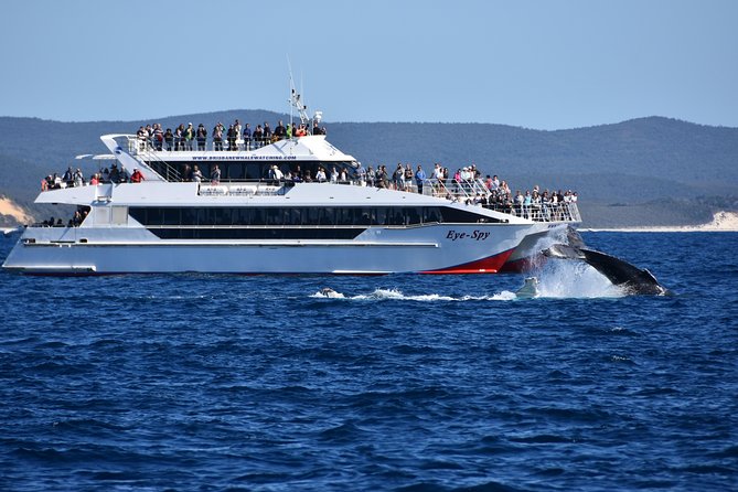 Brisbane Whale Watching Cruise from Redcliffe or Sunshine Coast - Families, older visitors, and first-time whale watchers