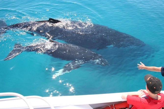 Brisbane Whale Watching Cruise from Redcliffe or Sunshine Coast - Booking details, timing, and cancellation
