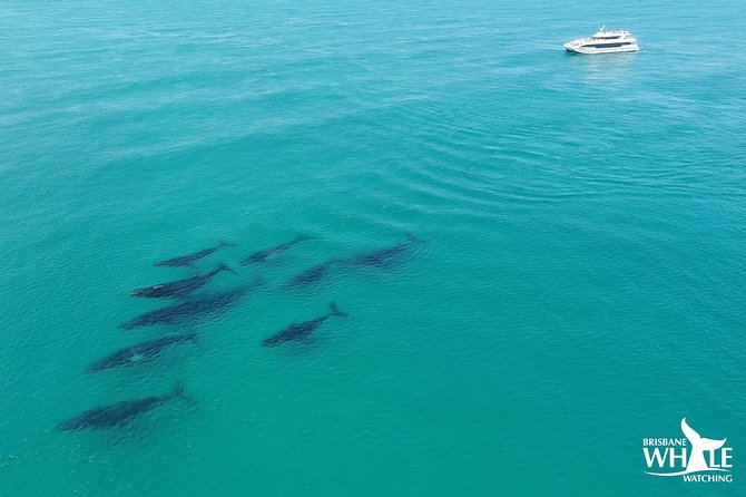 Brisbane Whale Watching Cruise from Redcliffe or Sunshine Coast - Getting to Redcliffe and boarding Eye Spy