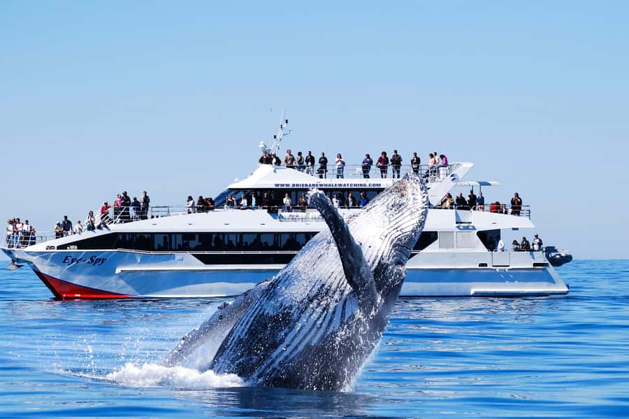 Brisbane: Whale Watching Cruise with Lunch - Key points to know before booking