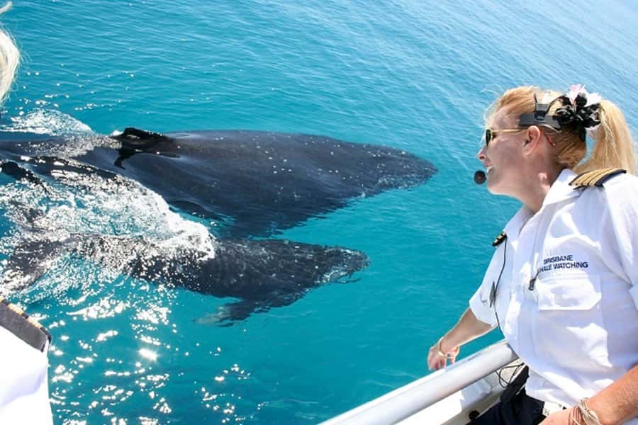 Brisbane: Whale Watching Cruise with Lunch - Why Moreton Bay is a smart whale-watching choice