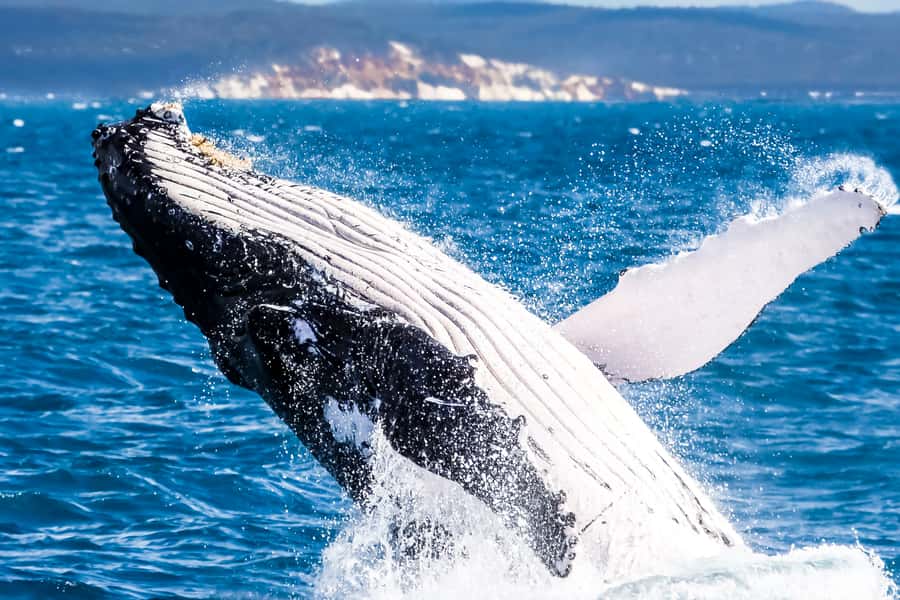 Brisbane: Whale Watching Cruise with Lunch - Boarding the multi-million-dollar MV Eye-Spy