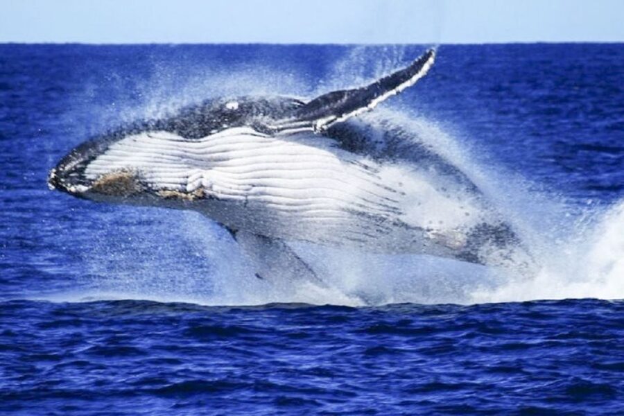 Brisbane: Whale Watching Cruise with Lunch - Who will get the most from this cruise